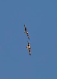 The bald eagle (haliaeetus leucocephalus) is a bird of prey found in north america. Monmouth County Park System Natural Resources Nature Now