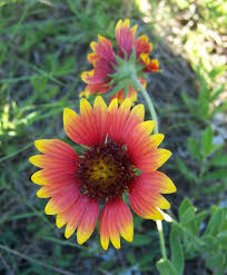 Check spelling or type a new query. Gaillardia Pulchella Wikipedia Florida Flowers Plants Plant Identification