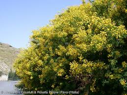 Image result for Acacia karroo