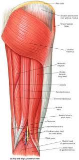 Plantar flex and evert the floor. Muscle Identification Muscle Anatomy Human Anatomy And Physiology Medical Anatomy
