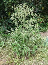 Image result for Blumea