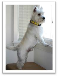 We did not find results for: Ready For Adoption Westie Rescue Of The Mid Atlantic Facebook