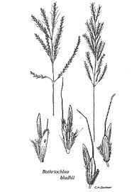 Image result for Bothriochloa bladhii
