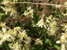 Image result for Clematis commutata