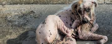 Image result for scabies dogs detail