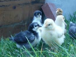 The white leghorn, golden comet, rhode island red, and beautiful barred plymouth rock are known for being some of the best egg layers with high production rates. 5 Best Chicken Breeds For Children Backyard Chickens Learn How To Raise Chickens