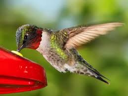 Birds Of Southern Illinois Attracting Hummingbirds In Southern Illinois Humming Bird Feeders Birds Beautiful Birds