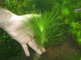 Image result for Eriocaulon setaceum