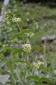 Image result for Vincetoxicum