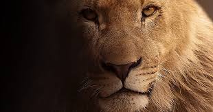 Pada waktu peperangan di uhud, hamzah terkorban syahid akibat rejaman lembing yang dilemparkan oleh wahsyi, seorang hambaberkulit hitam. Kisah Hamzah Paman Nabi Muhammad Si Singa Allah Abana Online