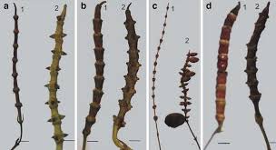 Image result for Gnetum africanum