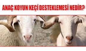 Anac Koyun Keci Desteklemesi Nedir Adana Damizlik Koyun Keci Birligi