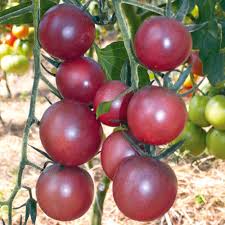 It yields a good amount of fruit. Tomato Black Cherry Organic Gardening Catalogue