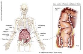 Most absorption of nutrients and water happen in the intestines. Ileostomy Cancer Net