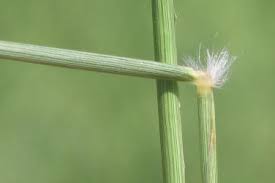 Image result for Panicum coloratum