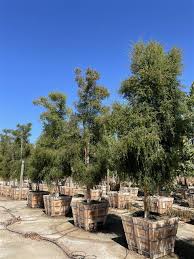 Image result for Melaleuca sp. A (Biegel 5741)