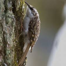 Grimpereau Des Jardins Le Grimpereau Des Jardins Est Un Petit Oiseau Tres Discret Qui Grimpe Sur Les Troncs Oiseaux Oiseaux Du Ciel Oiseaux Des Jardins