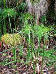 Image result for Cyperus dives