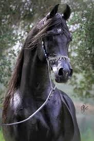 Tablou canvas 40x40cm ideal pentru restaurante, pensiuni , birouri si rezidentiale. Pur Singe Arab Frumusetea Neagra Horses Horse Breeds Black Arabian Horse