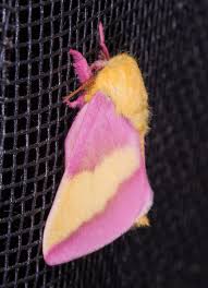 Pink, cream and yellow colored moth in connecticut wed, jun 3, 2009 at 2:39 am hello, this beautiful moth was resting on the entrance to my se connecticut home in may, 2009. Rosy Maple Moth Roads End Naturalist