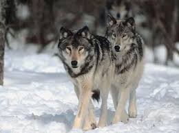 In acelasi regim legislativ se afla si multe plante din patria noastra. Animale Ocrotite Prin Lege In Romania Iubiti Natura Si Animalele