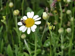 Image result for Gonatopus clavatus