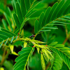 Image result for Chamaeclitandra