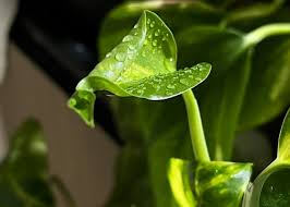 Image result for Epipremnum en casa