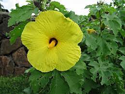 Hibiscus Brackenridgei Subsp Molokaiana Hawaiian Plants Plants Hibiscus