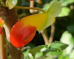 Image result for Impatiens niamniamensis