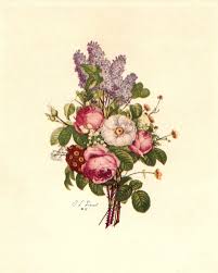Botanical Illustration Botanical Flowers Print Botanical Prints Botanical Illustration