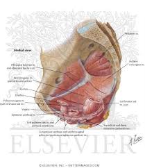 Pelvis Muscles Of The Pelvic Floor Pelvic Floor Pelvis Pelvic Floor Muscles