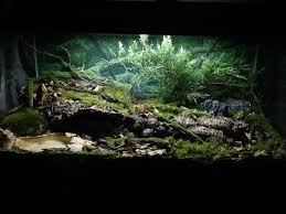 Woodland Vivarium Woodland Vivarium Photo