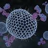 Hsv1 can also be acquired during shingles can also occur on the leg, which makes it confusing with herpes on leg. Https Encrypted Tbn0 Gstatic Com Images Q Tbn And9gctjbzt03px6snthpkjnqvuwhmux O5clav37frp6bpj9kymbdne Usqp Cau