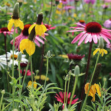 Image result for Cyphia mazoensis