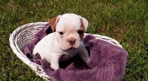 Find the perfect english bulldog puppy for sale in georgia, ga at puppyfind.com. English Bulldog Puppies For Sale Georgia Page 4