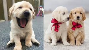 Jan 27, 2021 · it's normal for dogs to deliver a dark green or bloody fluid after the first puppy, but if this happens before the first puppy, call the vet. Should You Get A Golden Retriever Puppy 12 Things To Know Puppies Club
