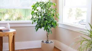 Image result for ficus benjamina en casa