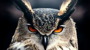 Owl 4k Hd Wallpaper Eyes Wild Nature Gray Horizontal Owl Wallpaper Owl Eyes Horned Owl