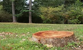 Check spelling or type a new query. Top 9 Best Tree Removal Services In Rogers Ar Angi Angie S List