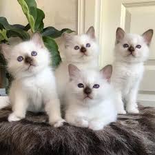 Birman Kittens For Sale Near Me Pin By Kate Brown On Beautiful Creatures With Images Birman Kittens Birman Cat Birman Cats For Sale