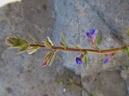 Image result for Stemodia