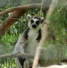 We did not find results for: Cuckaberra Bild Von Cape May County Park Zoo Cape May Court House Tripadvisor