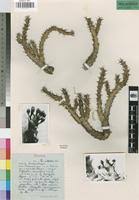 Image result for Euphorbia ramulosa