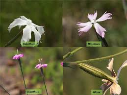 Image result for Caryophyllaceae