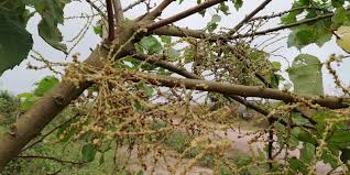 Image result for Alchornea cordifolia