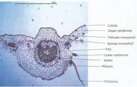 Image result for Fadogia cienkowskii