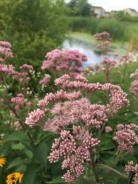 Check spelling or type a new query. Eutrochium Maculatum Joe Pye Weed Prairie Moon Nursery