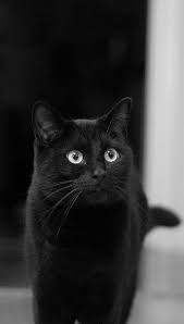 Listal List The Stuff You Love Movies Tv Music Games And Books Cats Beautiful Cats Baby Cats