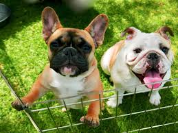 If you're looking for a jogging or swimming partner then a bully wouldn't be a good choice. Male Vs Female Bulldog Which Is Better Bubbly Pet